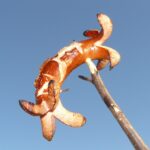 Dadar Beredar Padang: Kombinasi Rasa yang Menginspirasi