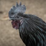 Dadar Beredar Padang: Simbol Kebudayaan Minangkabau yang Kaya